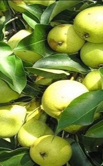 Beskrivelse af Skorospelka-pæresorter fra Michurinsk, planteskema og pleje