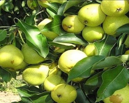 Description of Skorospelka pear varieties from Michurinsk, planting scheme and care