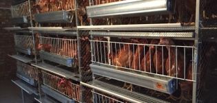 Features of the cage keeping of chickens at home, size and density