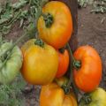 Descrizione della varietà di pomodoro Ilya Muromets bogatyr sul sito
