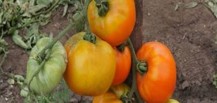 Kuvaus tomaattilajikkeesta Ilja Muromets bogatyr sivustolla