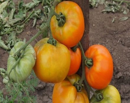 Opis odrody paradajok Ilya Muromets bogatyr na mieste