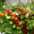 Charakteristika a opis odrody paradajok Sweet kiss, jej výnos