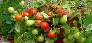 Karakteristike i opis sorte rajčice Slatki poljubac, njegov prinos