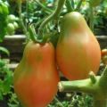 Descripción de la variedad de tomate rosa de Crimea, características de cultivo y rendimiento.