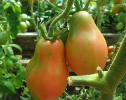 Description of the Crimean rose tomato variety, cultivation features and yield