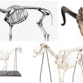 Složky ovčí kostry, anatomie končetin a mechanika pohybů