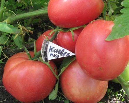 Lielaugļu tomātu šķirnes Kievlyanka apraksts un tā raža