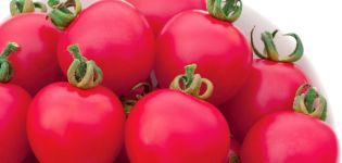 Egenskaber og beskrivelse af Pink Impression-tomatsorten, dens produktivitet