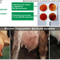 Definició de mastitis subclínica en vaques i tractament a casa