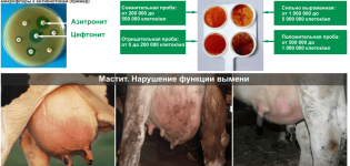 Definitie van subklinische mastitis bij koeien en behandeling thuis
