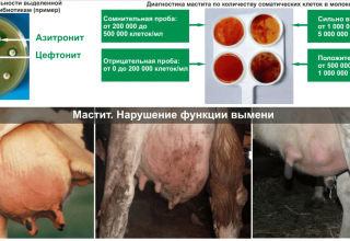 Definiția mastitei subclinice la vaci și tratamentul la domiciliu