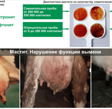 Definition of subclinical mastitis in cows and treatment at home