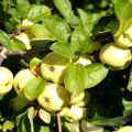 Descripción y características de las variedades de manzana Relleno blanco, en madurez y conservación