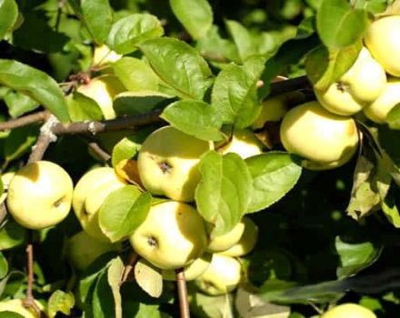 Opis i karakteristike sorti jabuka Bijeli punjenje, kada je zrela i način čuvanja