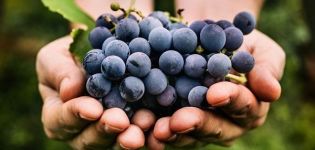 Beskrivelse og finesser af voksende Monastrell druer