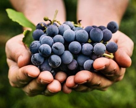 Beskrivelse og finesser af voksende Monastrell druer
