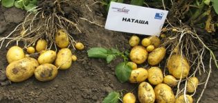 Beskrivning av potatissorten Natasha, dess egenskaper och utbyte