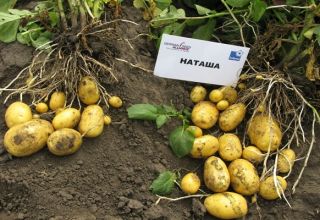 Opis odrody zemiakov Natasha, jej vlastnosti a výnos