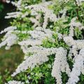 Description and the best varieties of sulfur spirea, the rules of planting and care in the open field