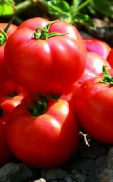 Beschrijving van het tomatenras Sadik f1, kenmerken van teelt en opbrengst