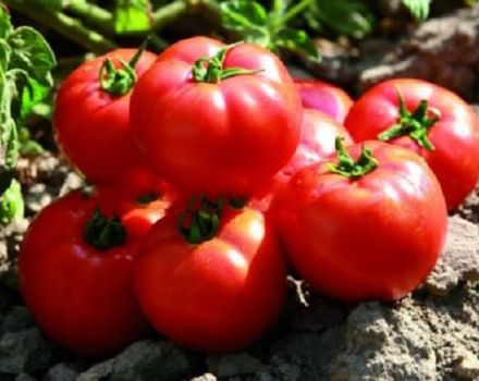 Περιγραφή της ποικιλίας ντομάτας Sadik f1, χαρακτηριστικά καλλιέργειας και απόδοση