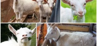 Beskrivelse og tegn på den russiske hvide gedras, husforhold og fodring