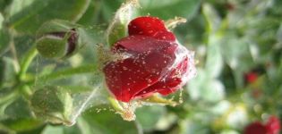 Come trattare prodotti chimici e rimedi popolari con gli acari sulle rose
