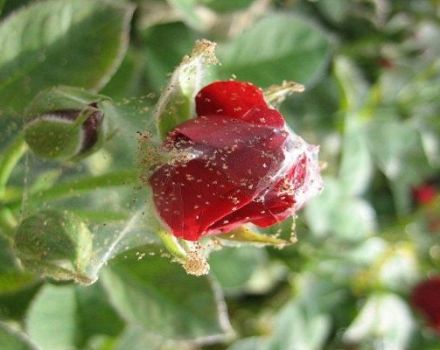 Come trattare prodotti chimici e rimedi popolari con gli acari sulle rose