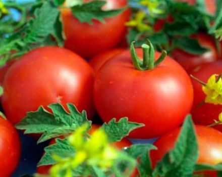 Kenmerken en beschrijving van de Debut-tomatenvariëteit, de opbrengst