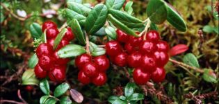Useful and medicinal properties of lingonberry berries and possible contraindications