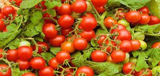 Descripción de la variedad de tomate Verige, características de cultivo y cuidado.