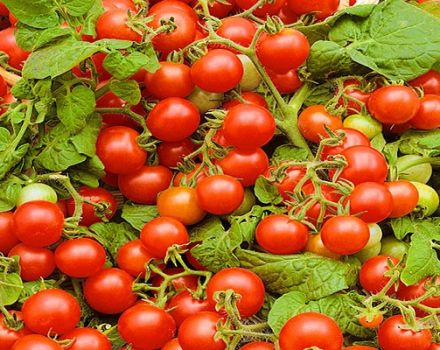 תיאור זן העגבניות Verige, תכונות טיפוח וטיפול