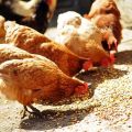 Die beste Zusammensetzung und Anteile von Mischfutter für Hühner, die zu Hause kochen