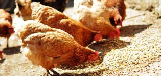 The best composition and proportions of mixed feed for chickens, cooking at home