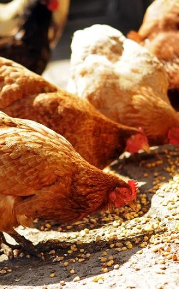 The best composition and proportions of mixed feed for chickens, cooking at home