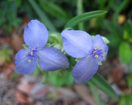 Description of 15 types of garden tradescantia, planting and care in the open field and at home