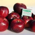 Descrizione e caratteristiche della varietà di mele Williams Pride, quanto spesso fruttifica e regioni di coltivazione
