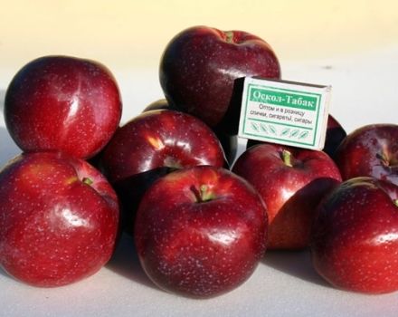 Beskrivelse og karakteristika for Williams Pride æblesorten, hvor ofte den bærer frugt og vækstregioner