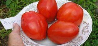 Descripción de la variedad de tomate Ballerina y sus características.