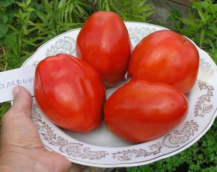 Pomidorų veislės „Balerina“ aprašymas ir jos savybės