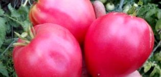 Caratteristiche e descrizione della varietà di pomodoro grande e della sua resa
