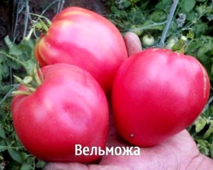 Grandee-tomaattilajikkeen ja sen saannon ominaisuudet ja kuvaus