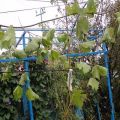 Kuinka levittää viinirypäleet ilma- ja vihreillä kerroksilla keväällä, kesällä ja syksyllä