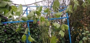 Wie man Trauben mit luftigen und grünen Schichten im Frühling, Sommer und Herbst vermehrt
