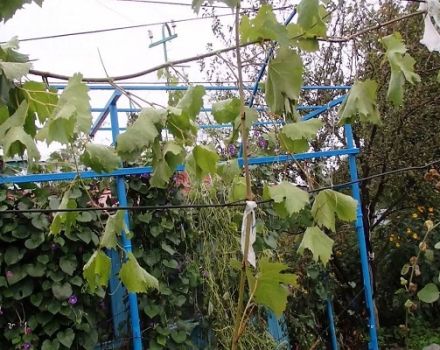 Sådan formeres druer med luft og grønne lag i foråret, sommeren og efteråret