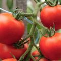 Description of the tomato variety Alpha and its characteristics
