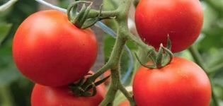 Popis odrůdy rajčat Alpha a její vlastnosti