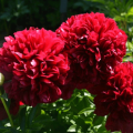 Description and characteristics of the Red Grace peony variety, cultivation and care