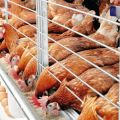 Κανόνες για τη φροντίδα και τη συντήρηση των κοτόπουλων το χειμώνα για αρχάριους στο σπίτι